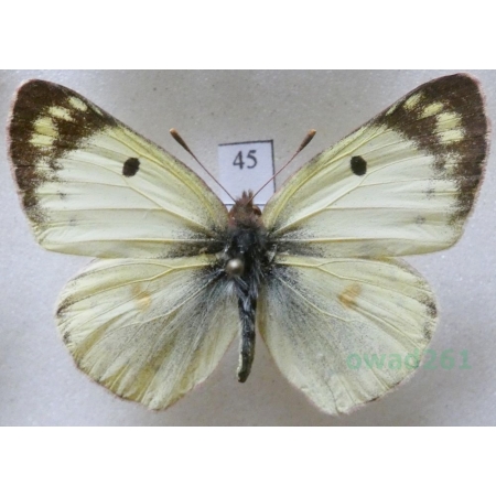 Colias alfacariensis Ribbe, 1905 male Szlaczkoń południowiec Czech45